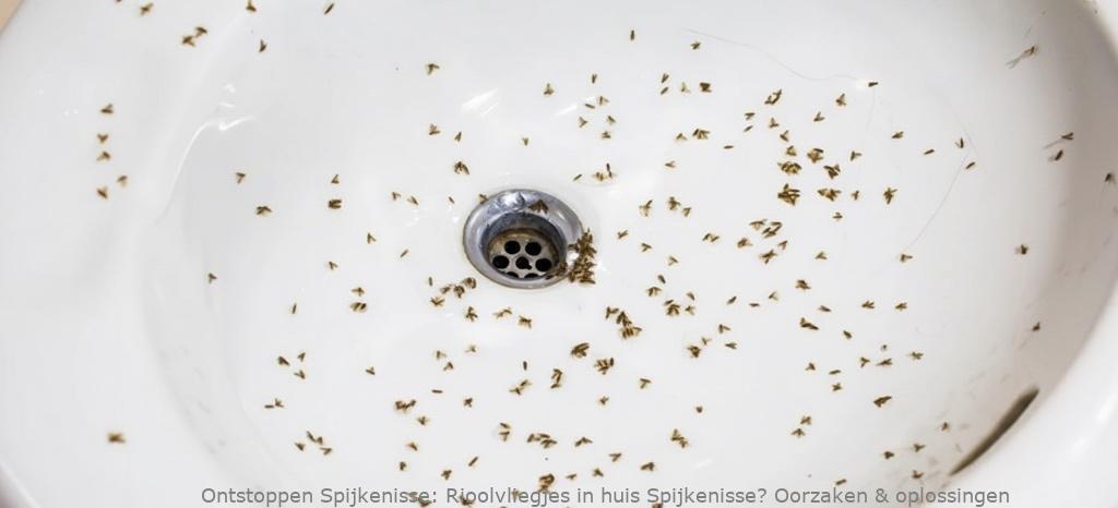 Rioolvliegjes in huis Spijkenisse? Oorzaken & oplossingen